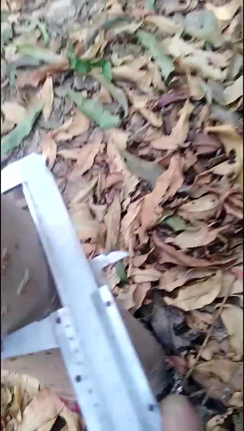 毛桃树