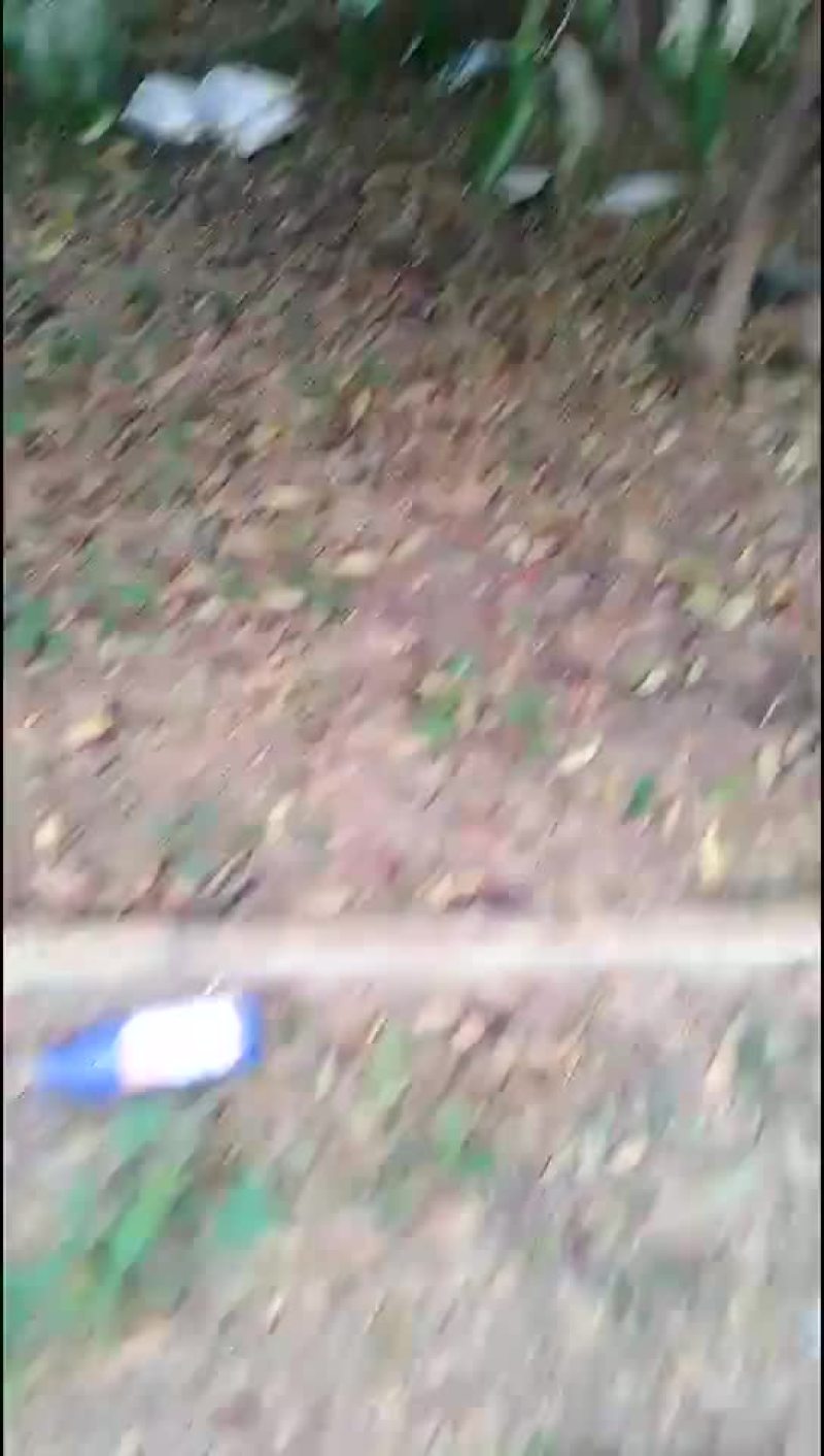 毛桃树