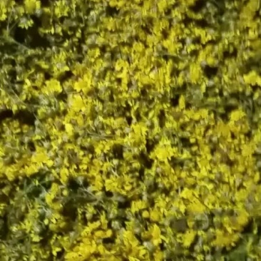 野菊花