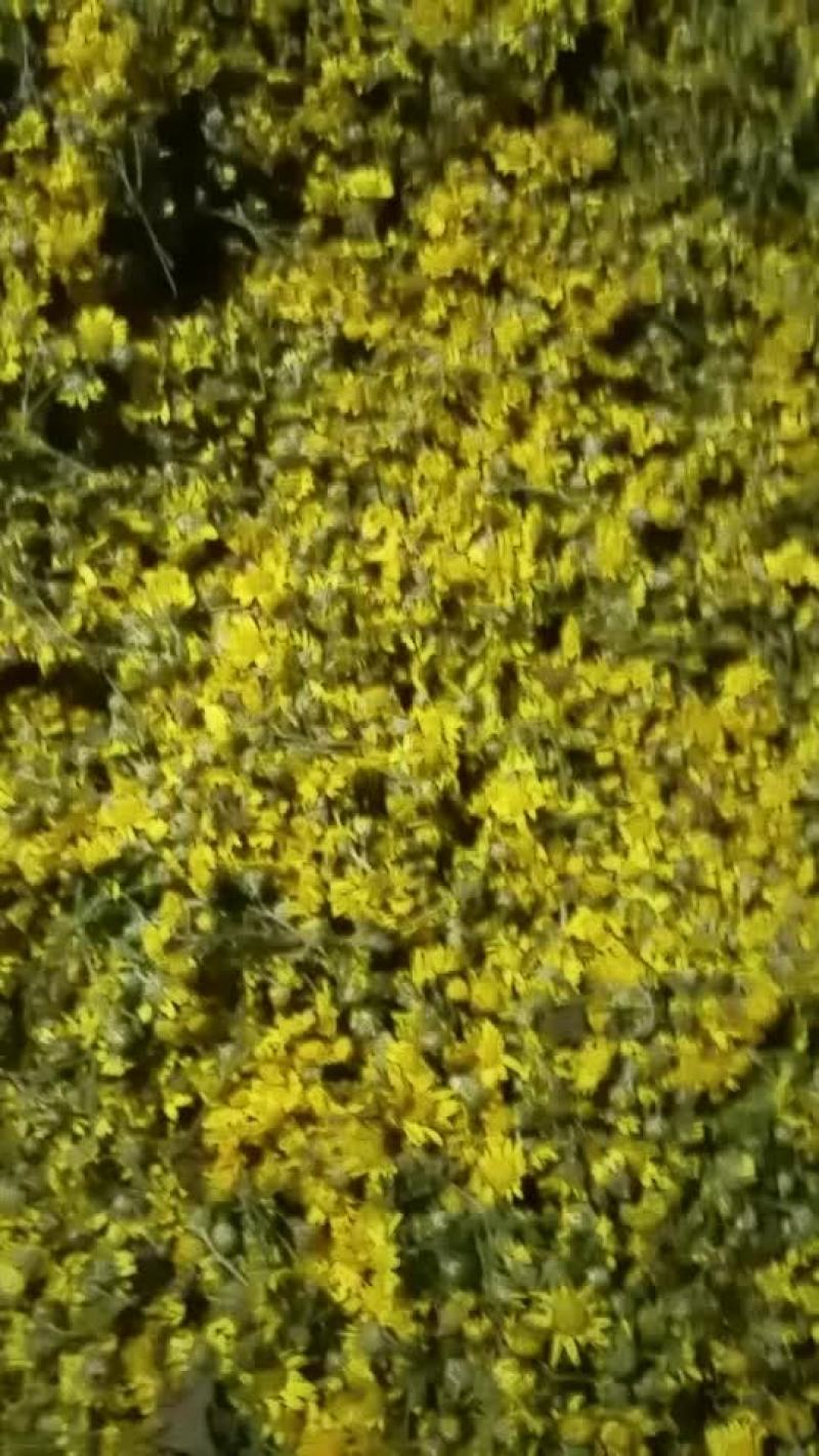 野菊花