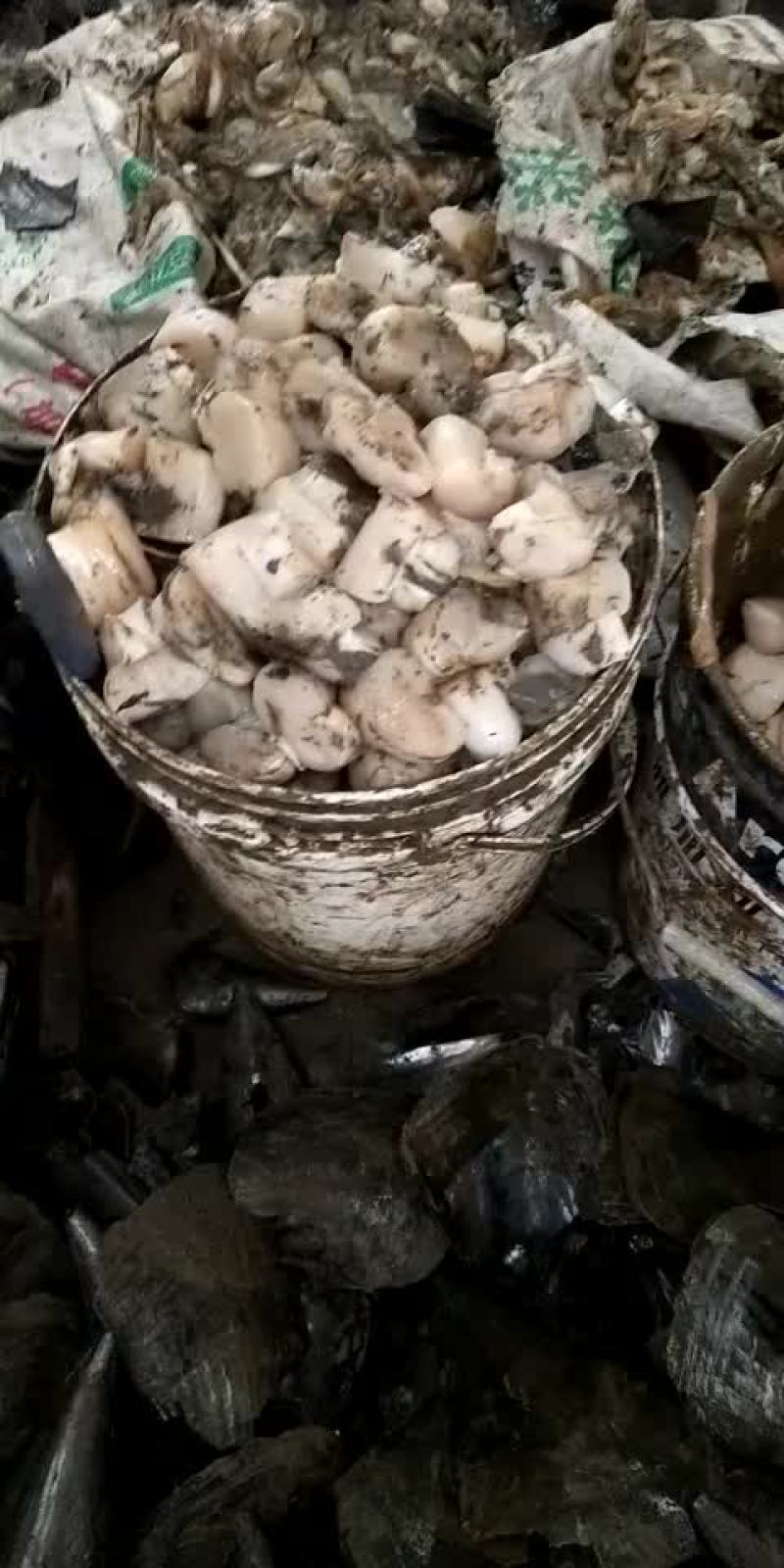 带子贝，绿贝