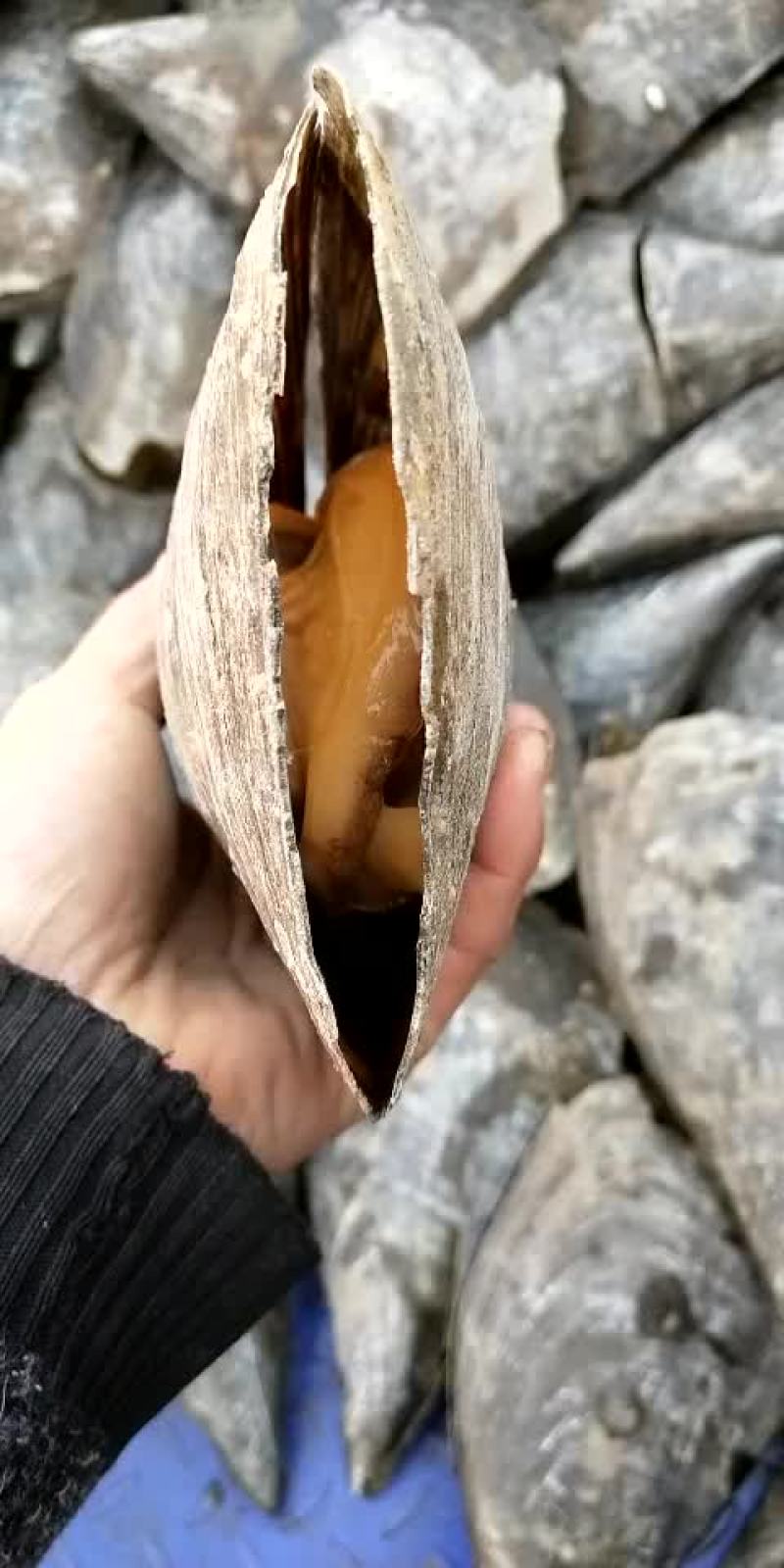 带子贝，绿贝