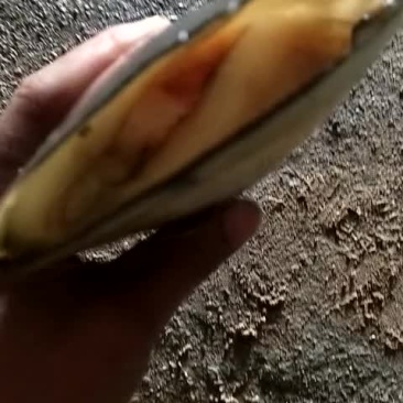 带子贝，绿贝