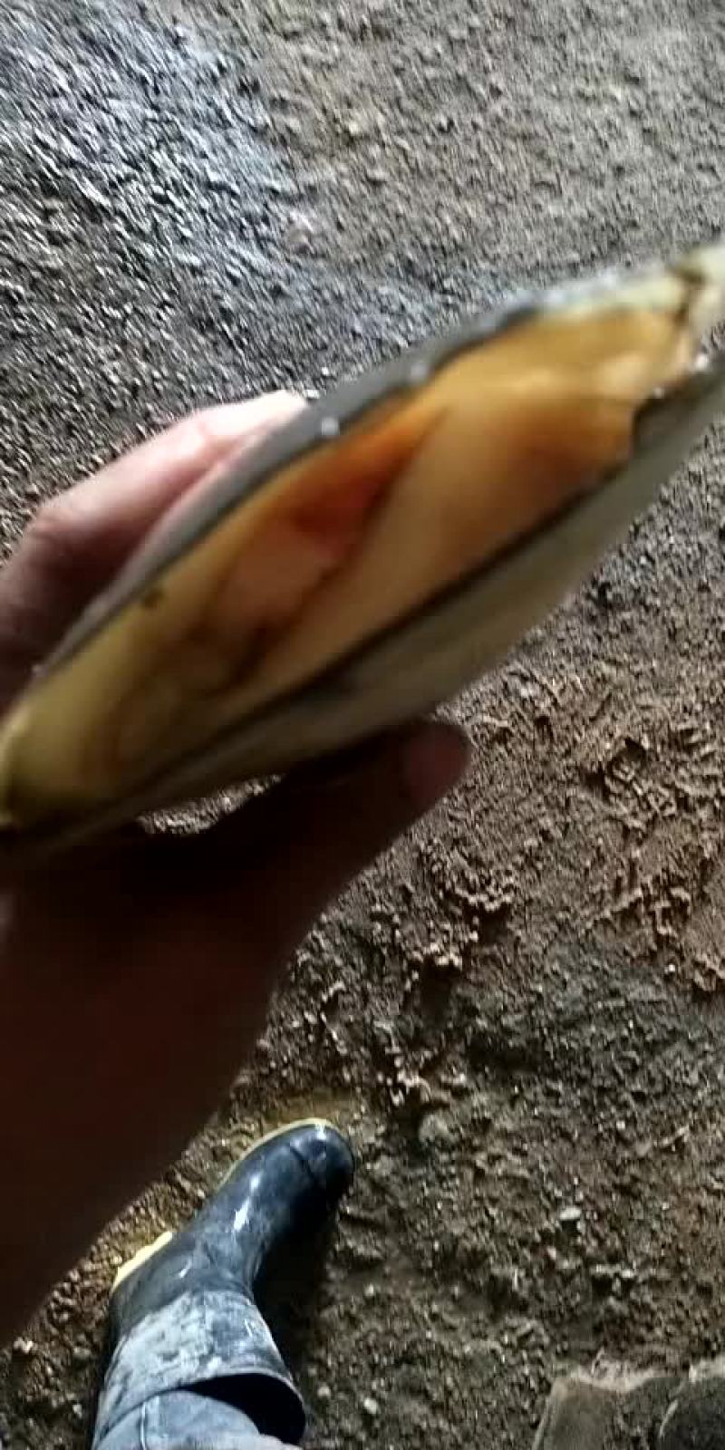 带子贝，绿贝