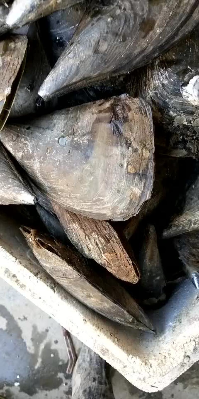 带子贝，绿贝