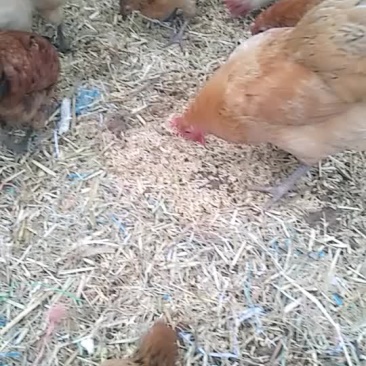 生态园林土鸡