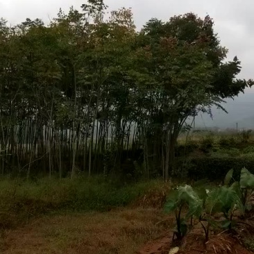大量供应4到8公分黄山栾树。