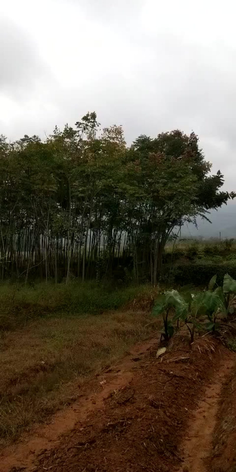 大量供应4到8公分黄山栾树。
