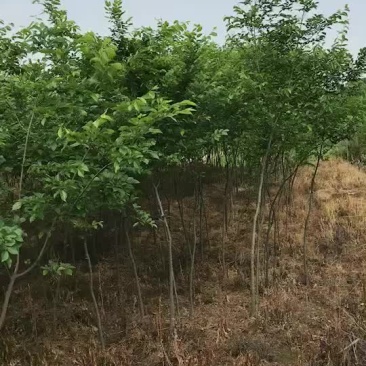 朴树小苗产地直销价格低于市场