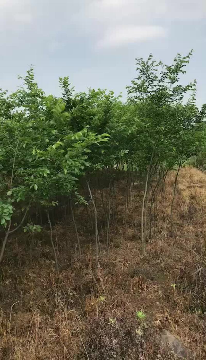朴树小苗产地直销价格低于市场
