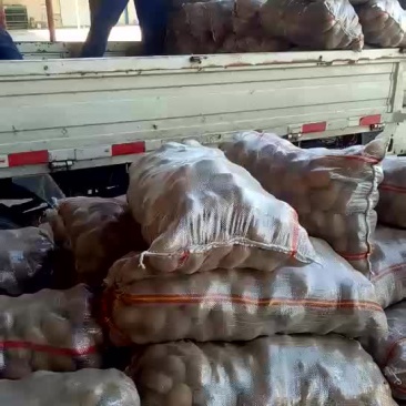 荷兰十五精品小土豆