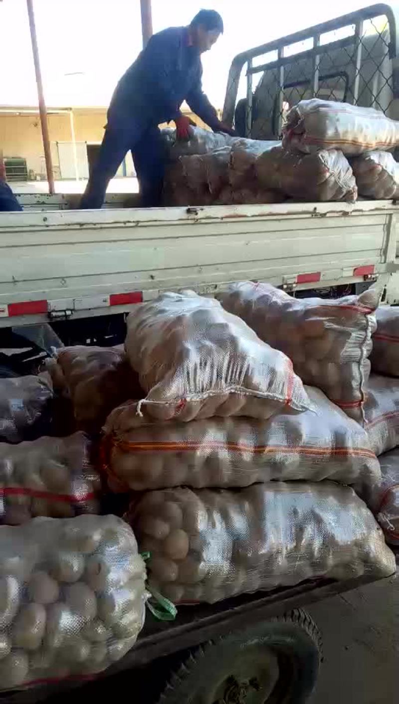荷兰十五精品小土豆