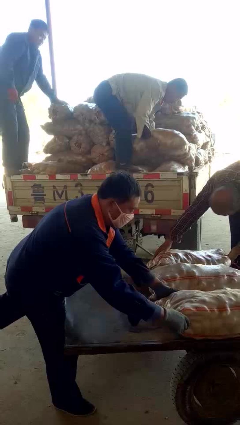 荷兰十五精品小土豆