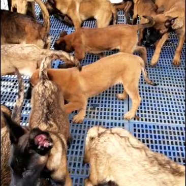 精品红马犬
