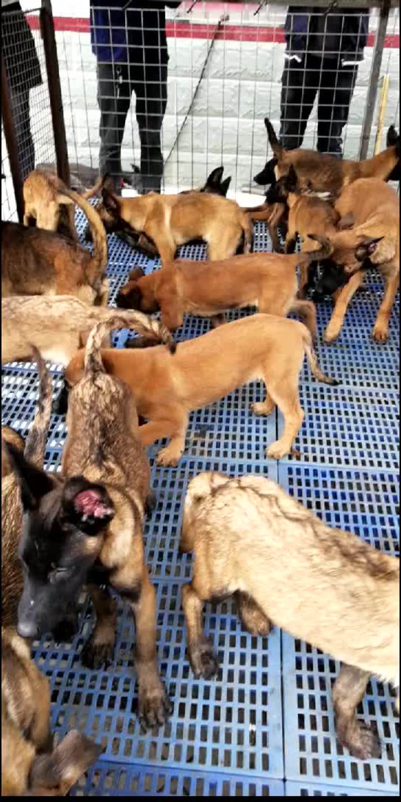 精品红马犬