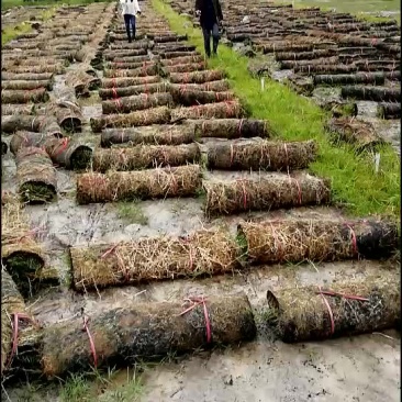 兰引三号草毯
