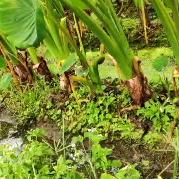芋头大量供应，香芋，荔浦芋头。