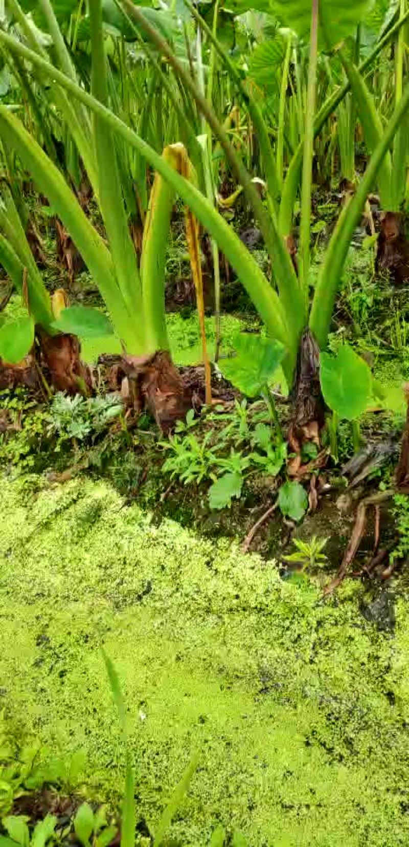 芋头大量供应，香芋，荔浦芋头。