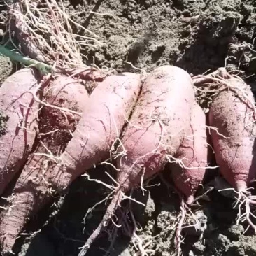 紫罗兰