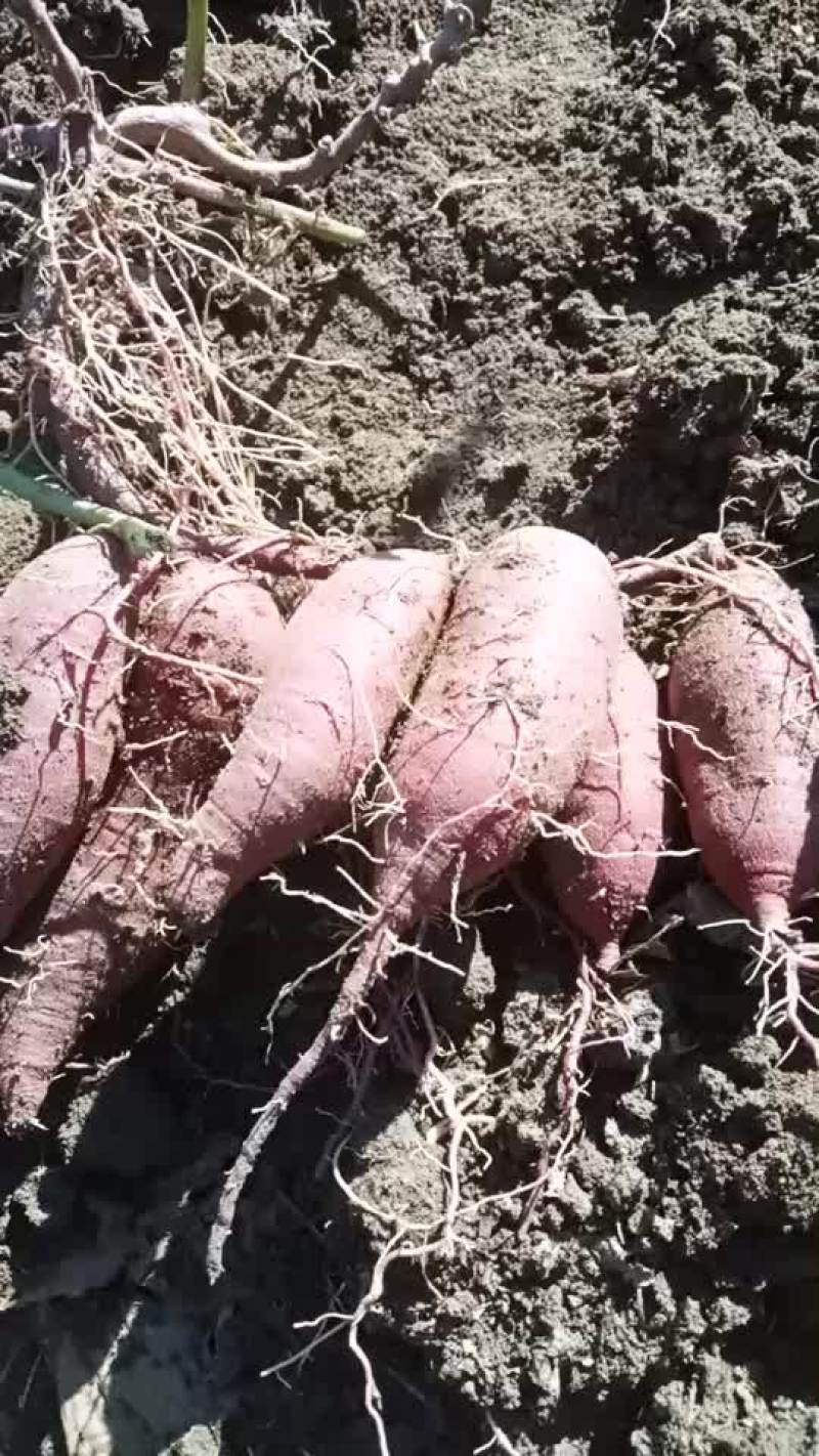 紫罗兰