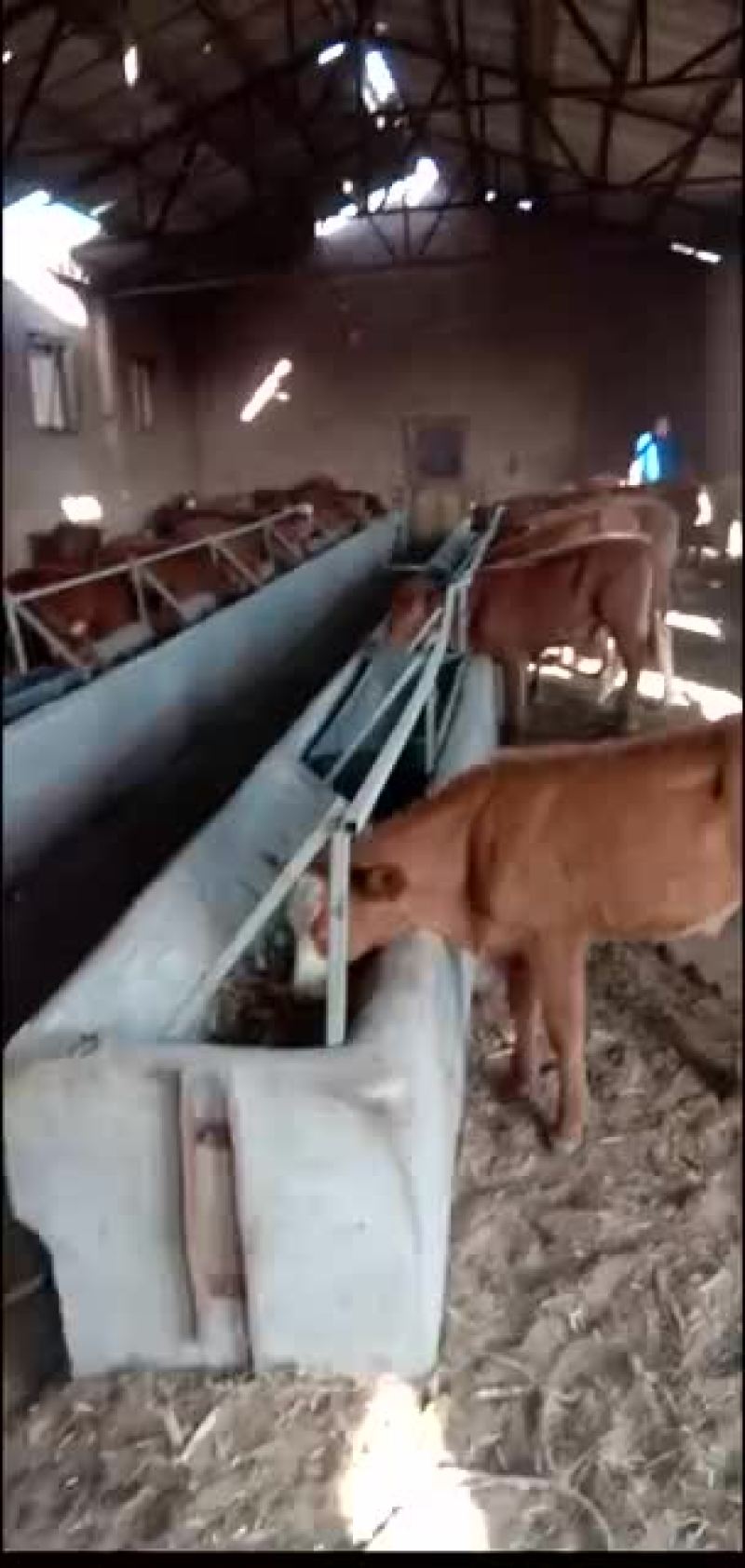 各种肉牛犊