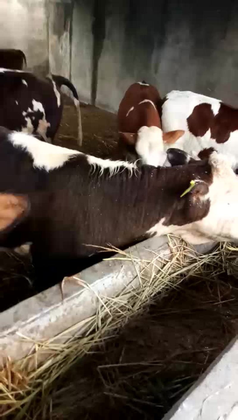 各种肉牛犊