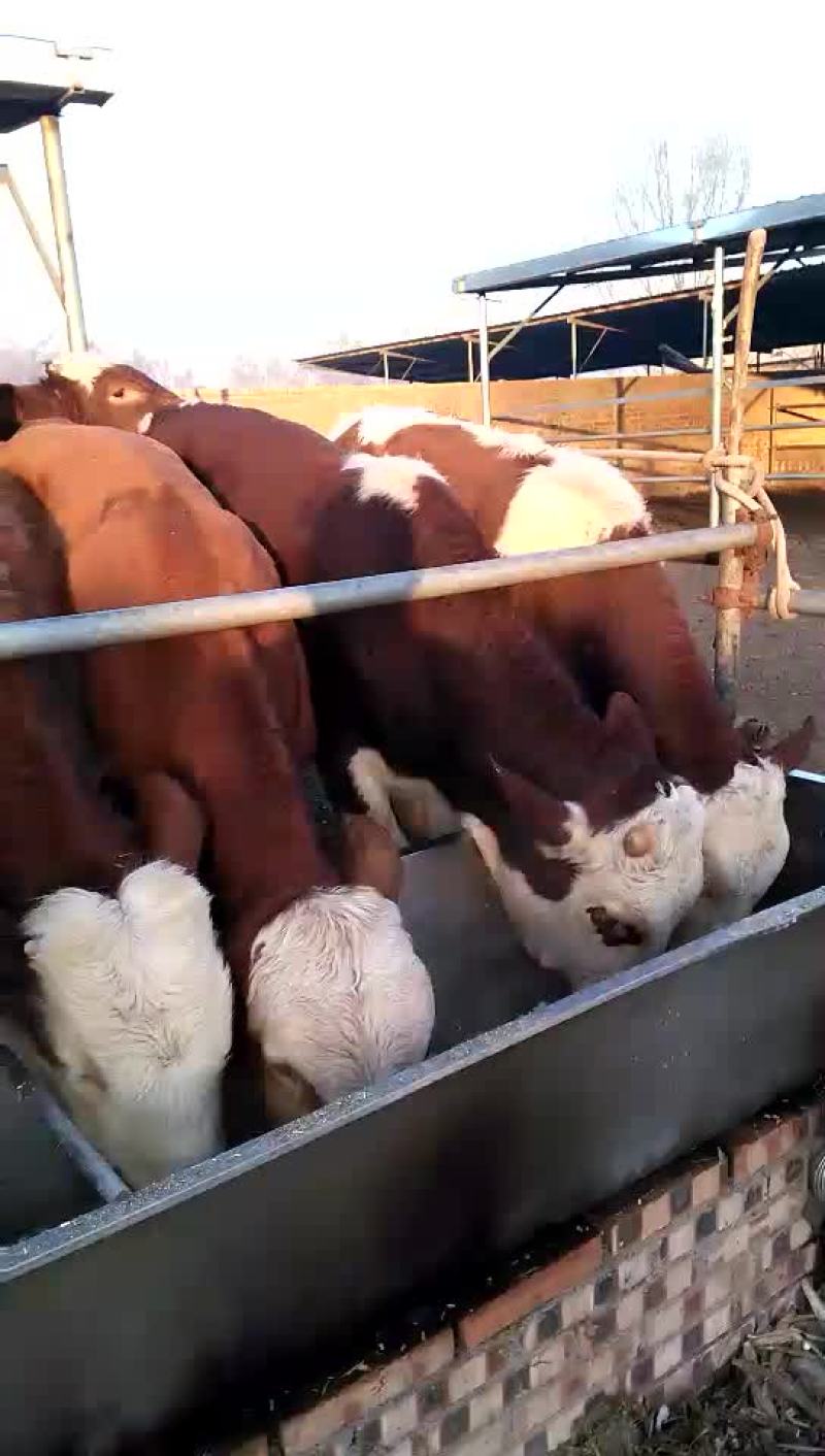 各种肉牛犊