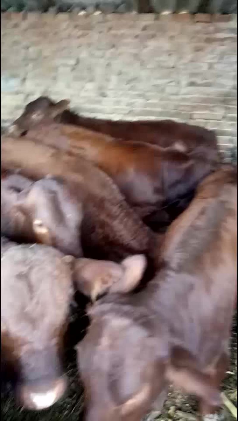 各种肉牛犊