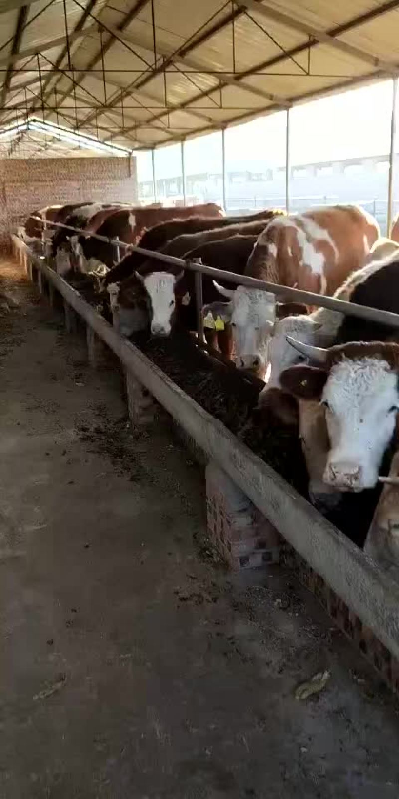 各种肉牛犊