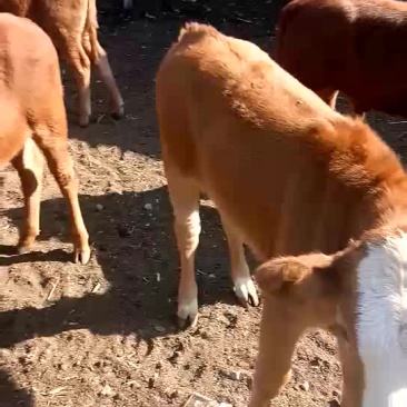 各种肉牛犊
