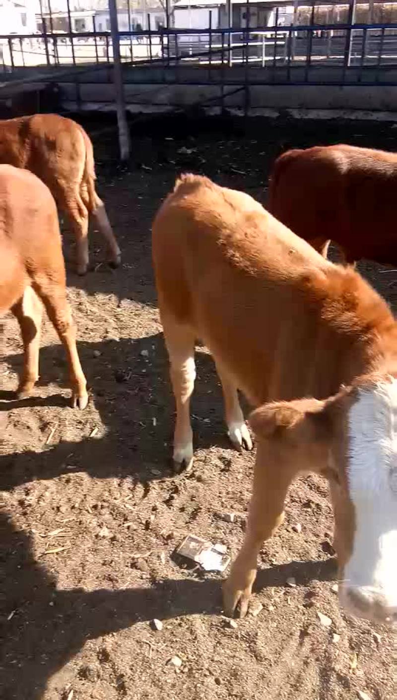 各种肉牛犊