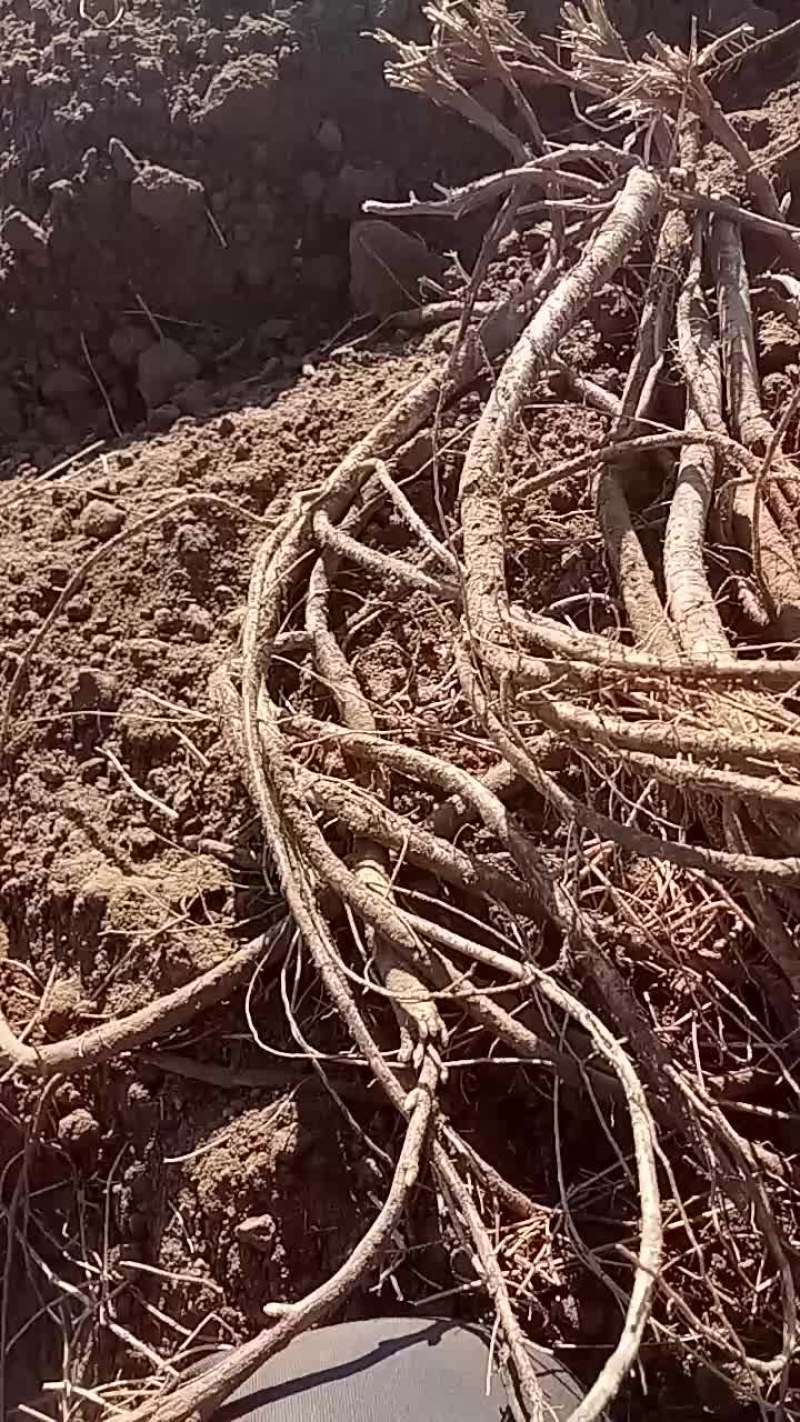 内蒙古黄芪，正北芪，无污染无农残