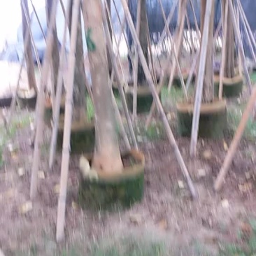 火焰木
