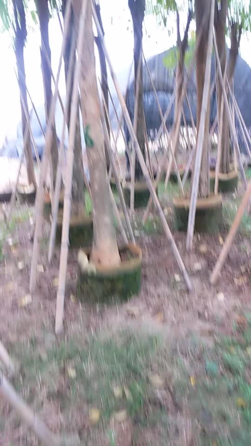 火焰木