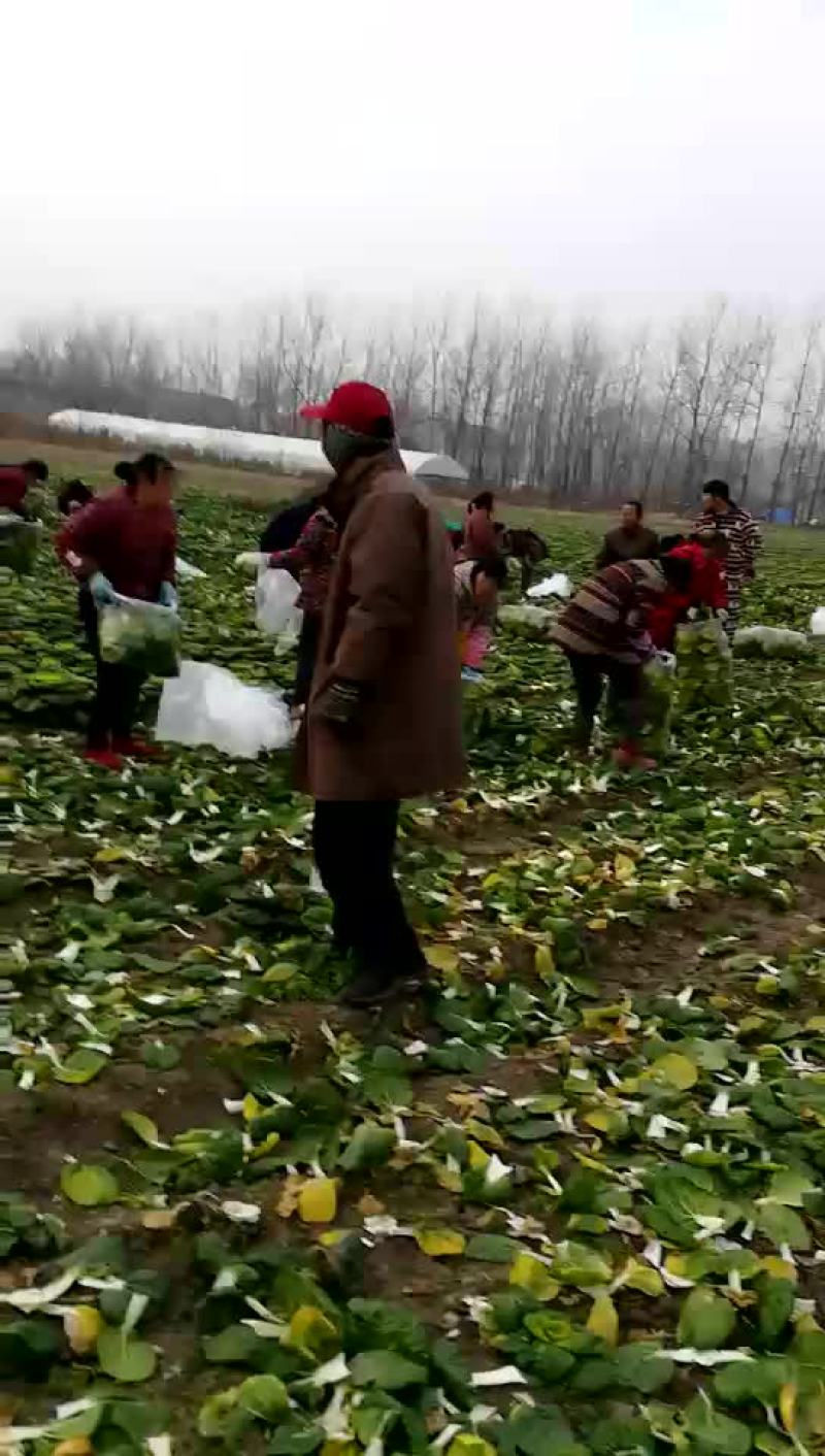 黄心菜，