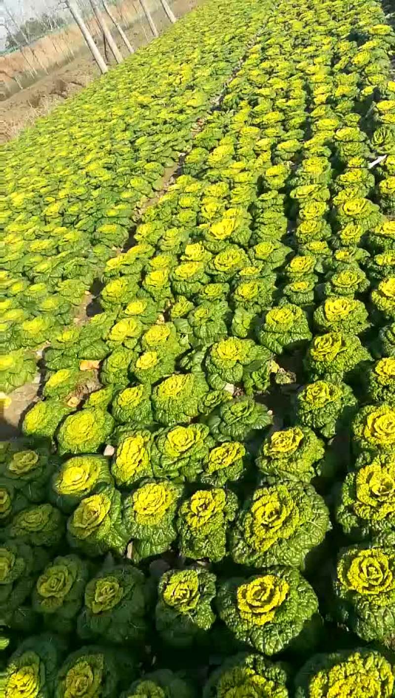 黄心菜，