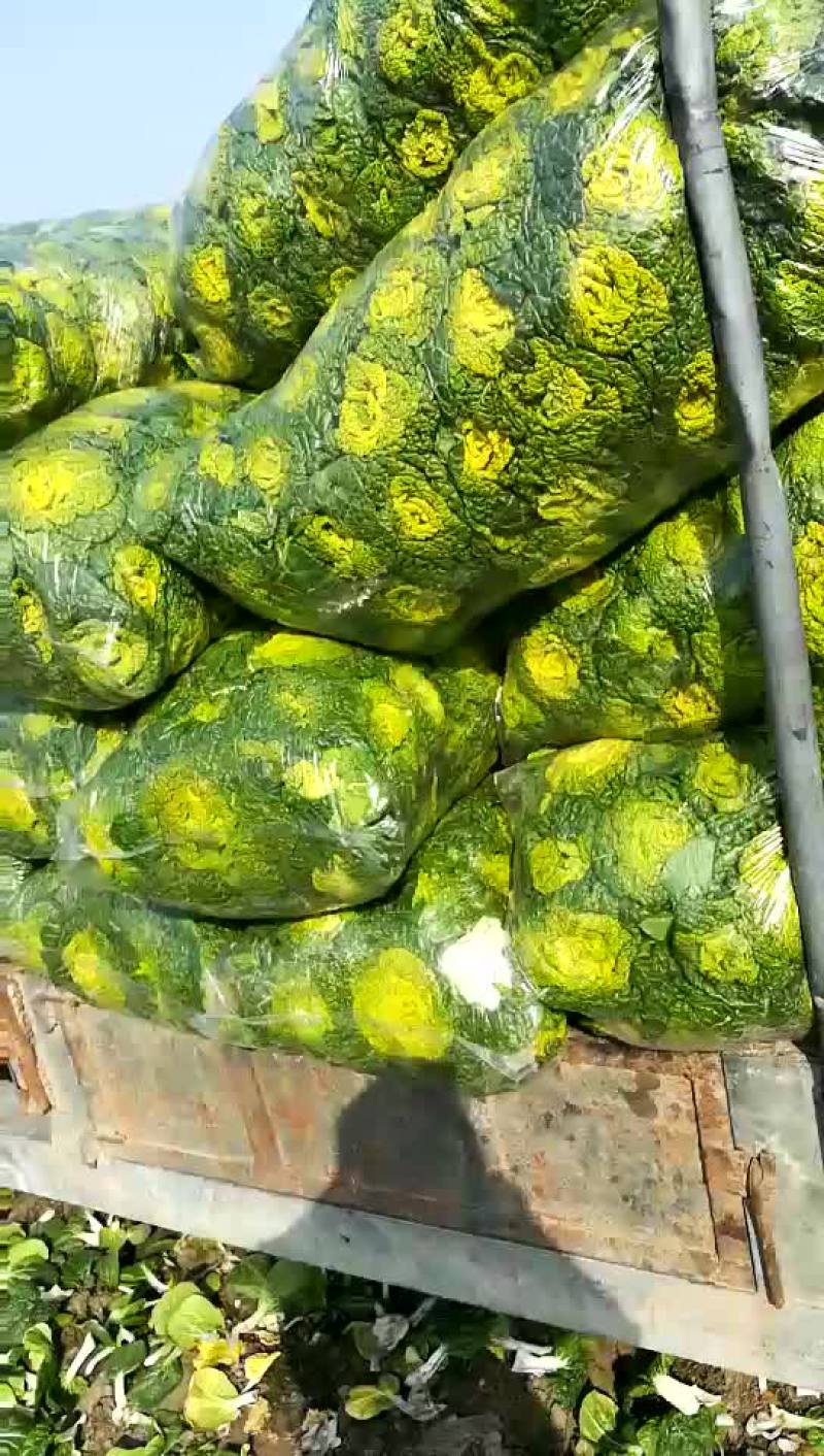 黄心菜，
