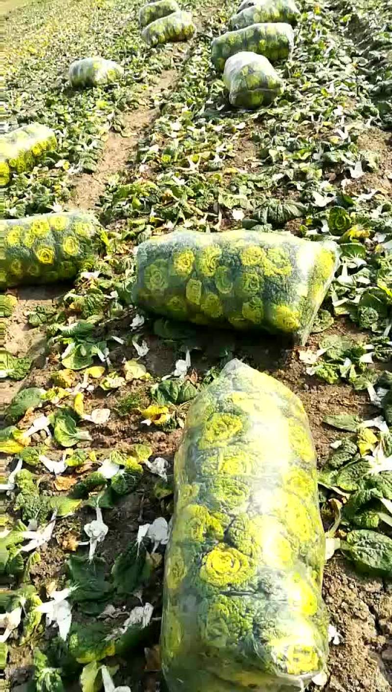 黄心菜，
