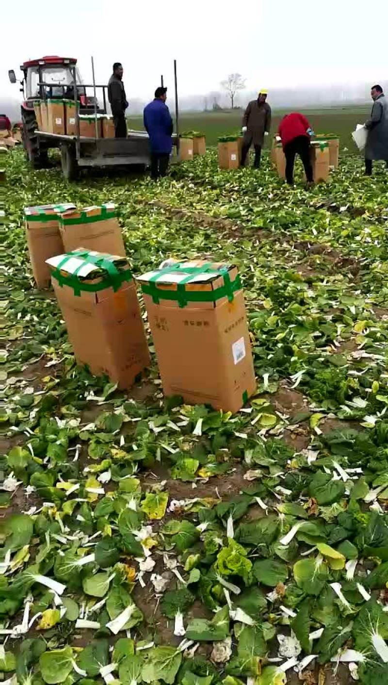 黄心菜，