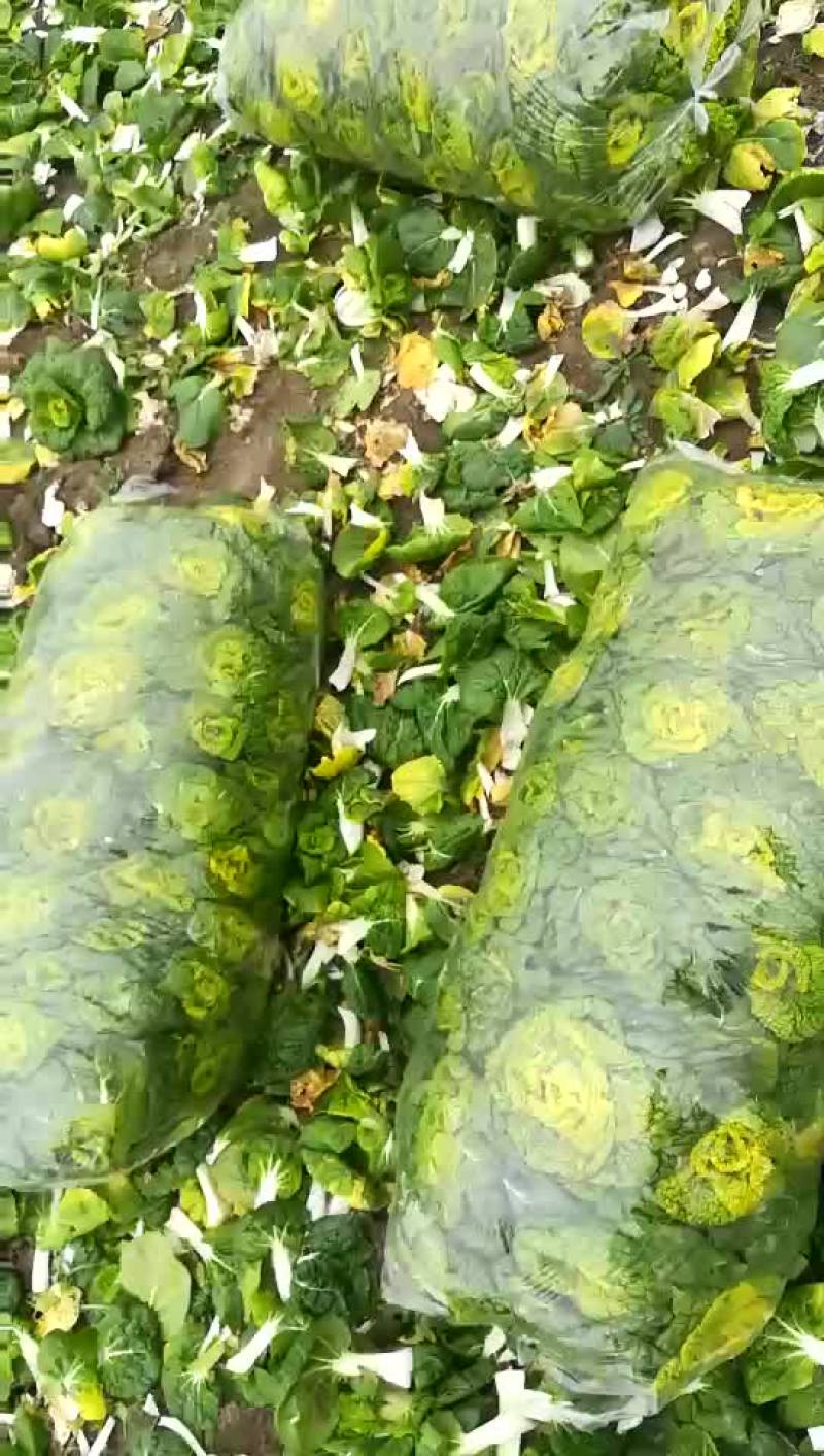 黄心菜，