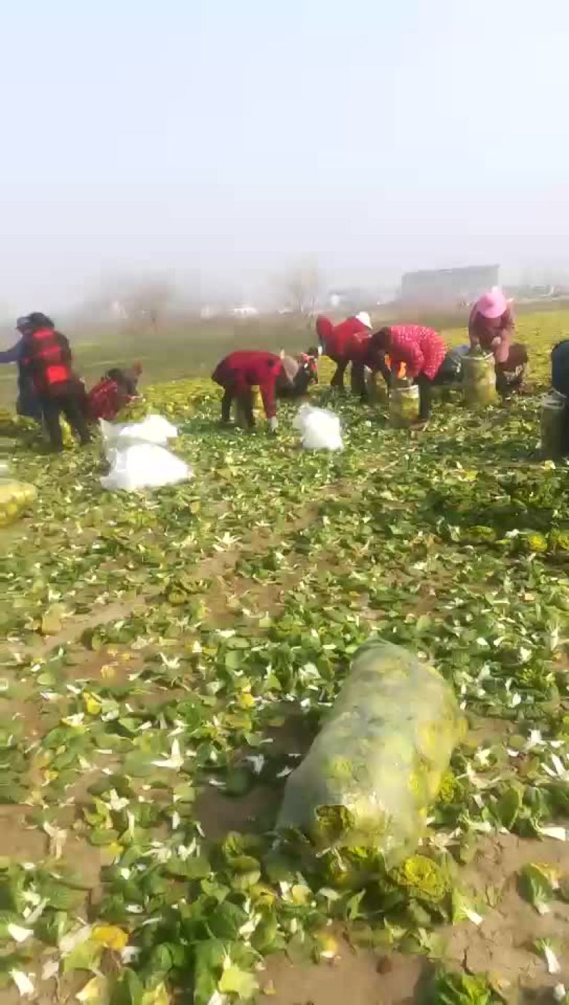 黄心菜