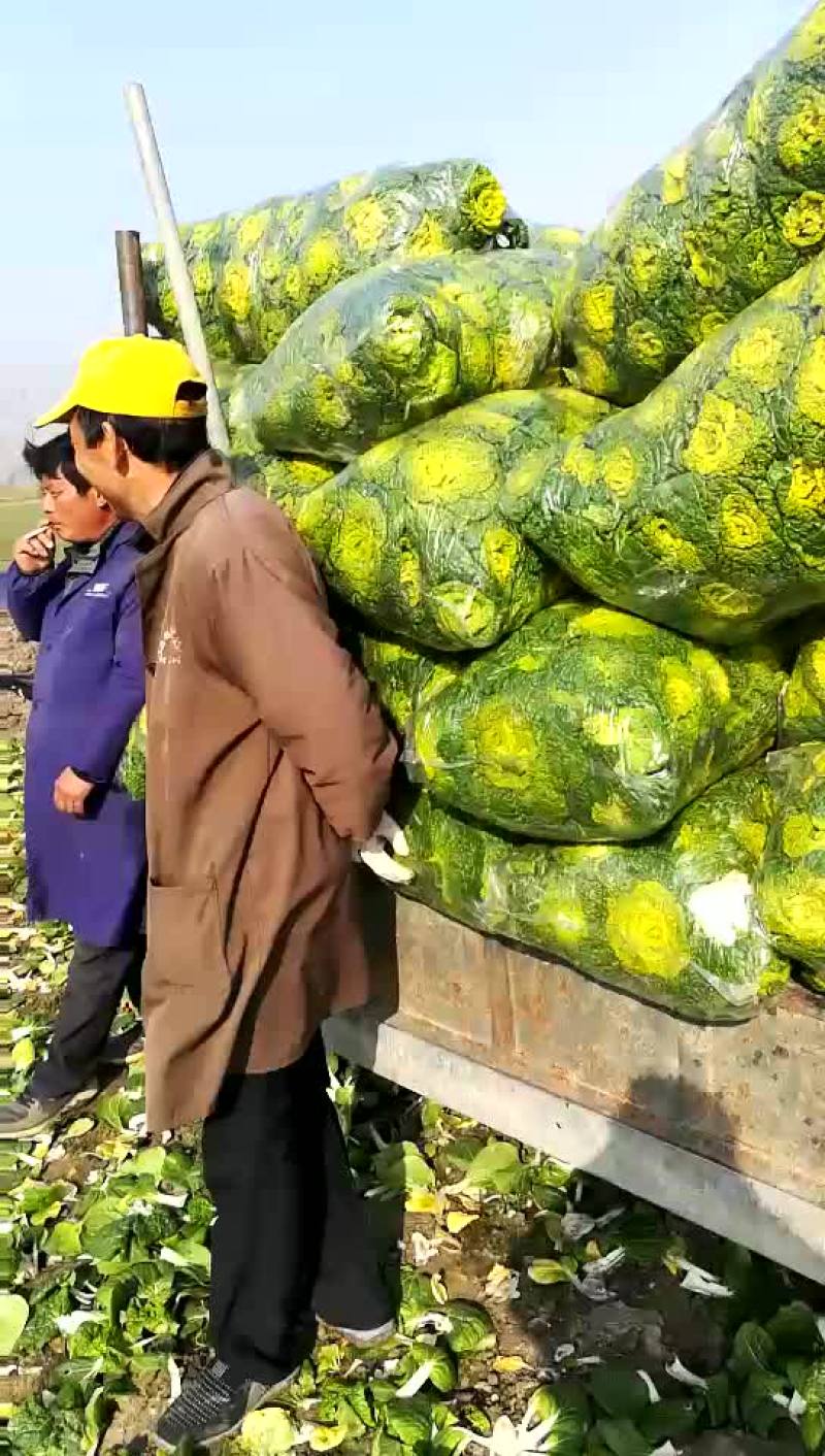 黄心菜