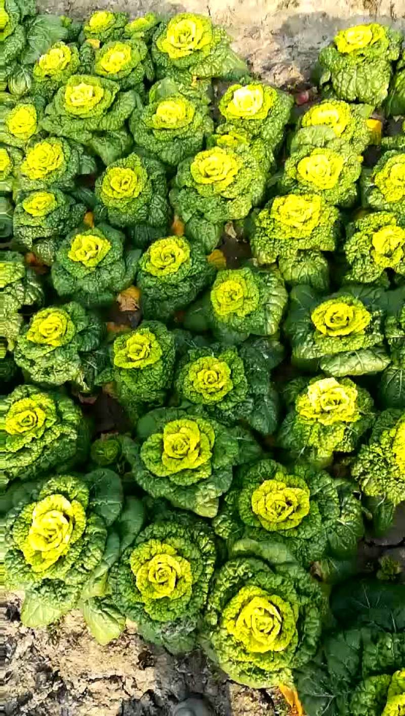 黄心菜