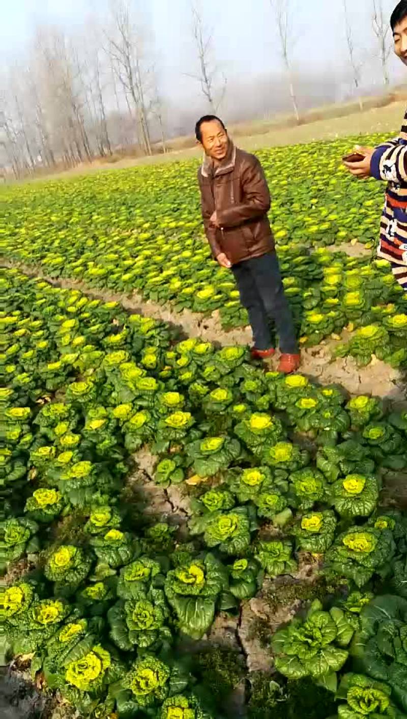 黄心菜