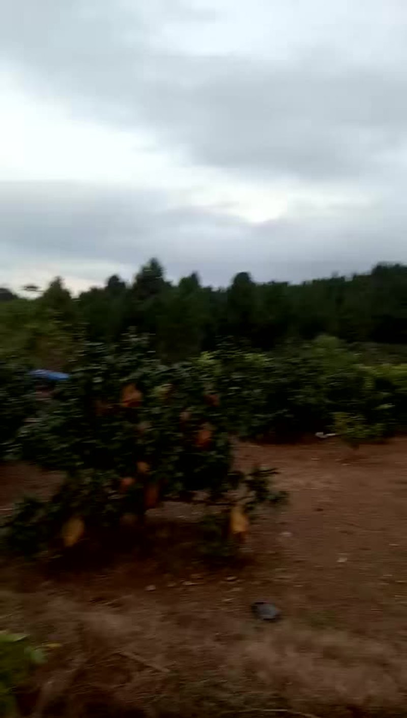 甜柚子上市了
