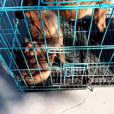 精品马犬