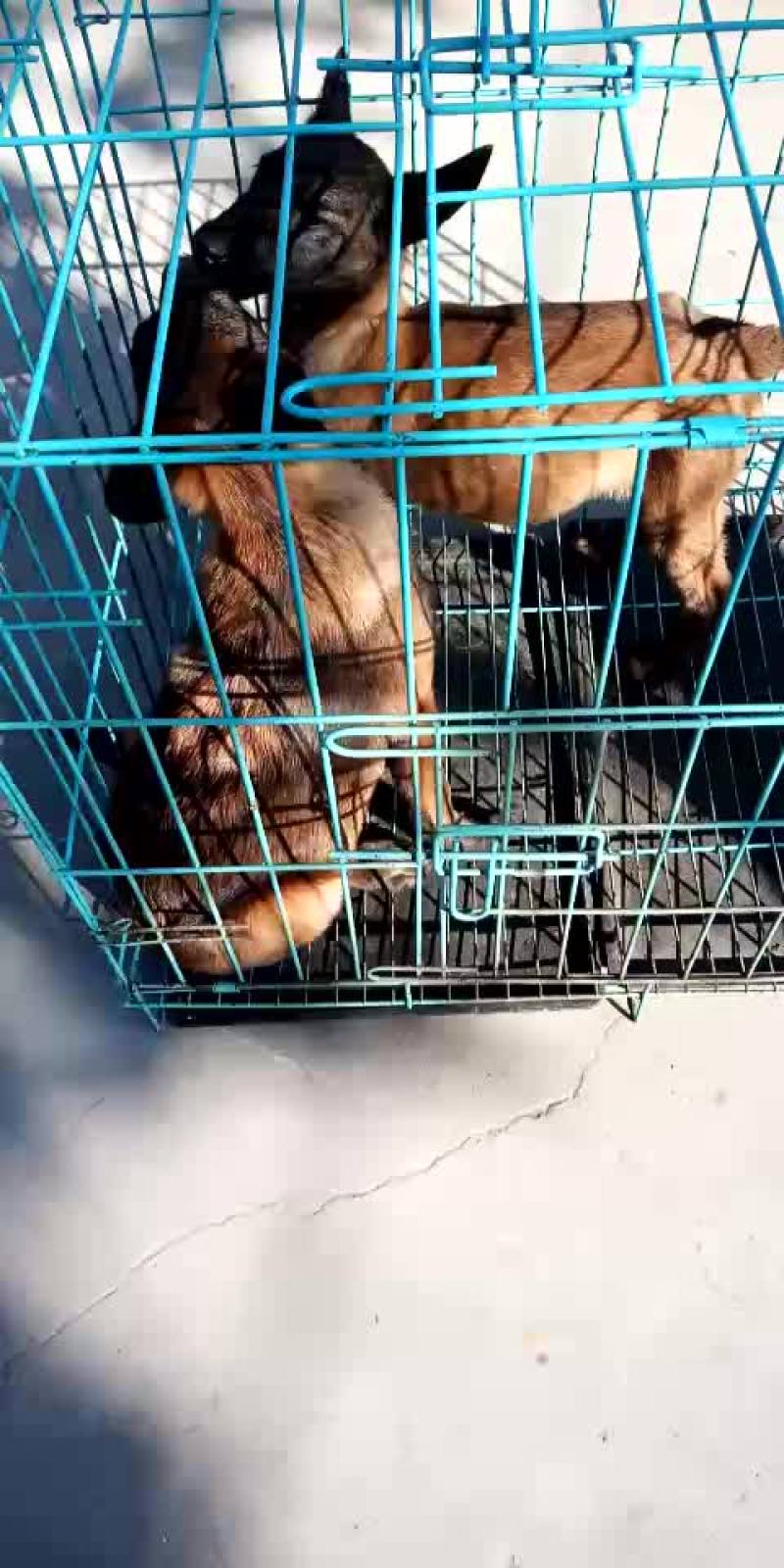 精品马犬
