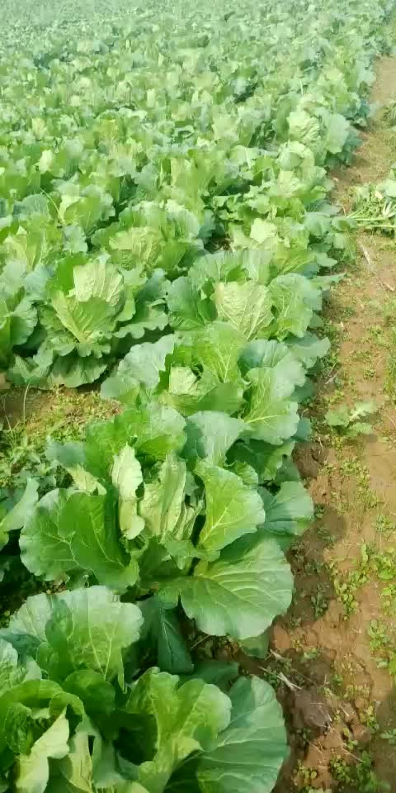 精品娃娃菜，白菜