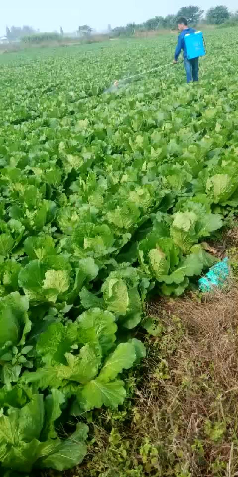 精品娃娃菜，白菜