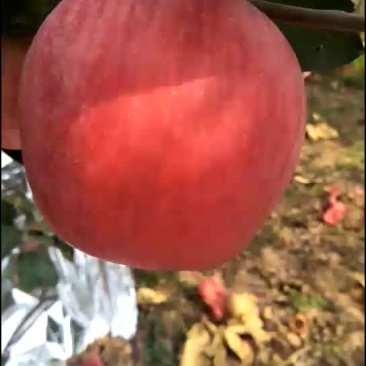 75以上寒富苹果